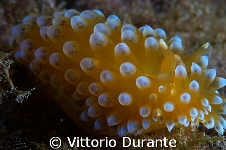 Janolus Cristatus by Vittorio Durante 