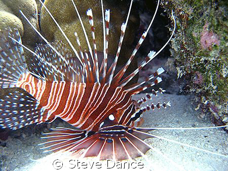 Zebra Lionfish: Taken while exploring bommey during safet... by Steve Dance 