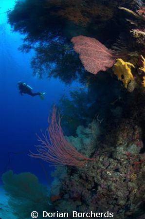 Diver at Albatros Passage by Dorian Borcherds 