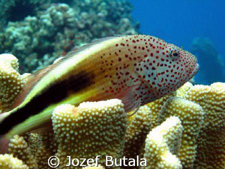 Blackside Hawkfish-hilu piliko'a,Mala ramp,Lahaina,Maui,C... by Jozef Butala 