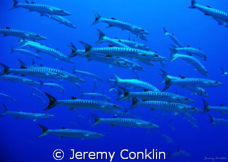 Taken at Ant Atoll in Phonpe, FSM... by Jeremy Conklin 