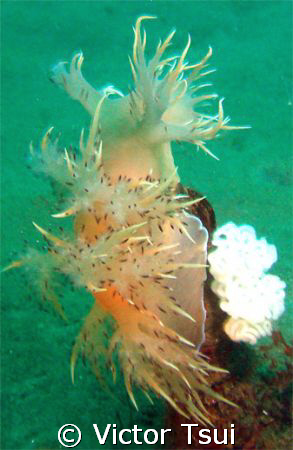 A nudi either laying eggs or eating a tube anemone. by Victor Tsui 