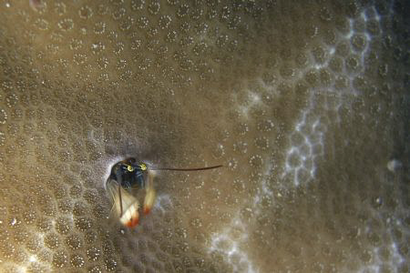 a small mantis shrimp I think... tiny guy! Casio exilim by Andrew Macleod 