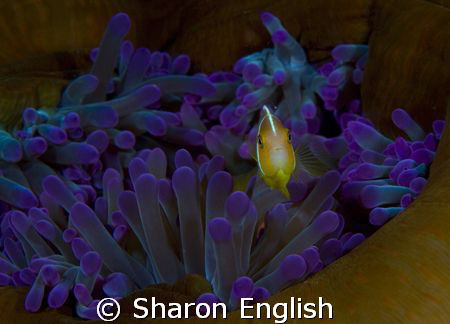 My Blue Heaven by Sharon English 