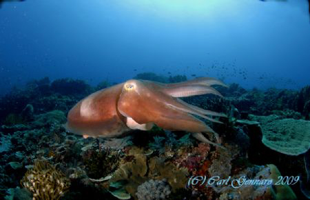 Cuttle Fish by Carl Gennaro 