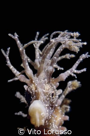 Fishs - Hippocampus guttulatus by Vito Lorusso 