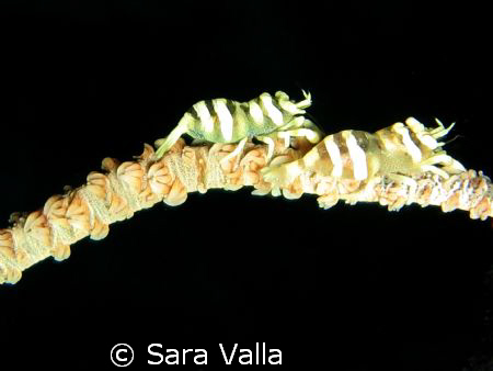 Climbing creature... by Sara Valla 