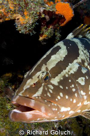 Nassau Grouper-Canon 5D 17-40 mm by Richard Goluch 