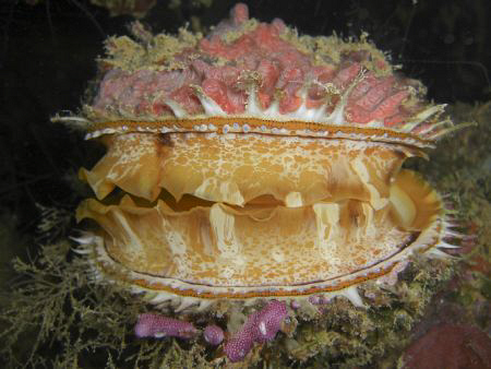 now that is a clam! casio exilim... by Andrew Macleod 