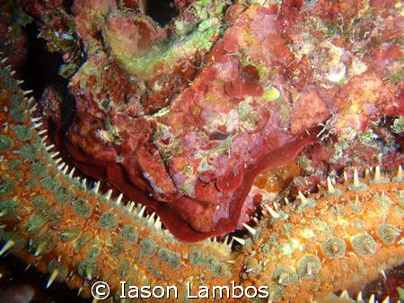 Huge Seastar m1030SW Olympus by Iason Lambos 