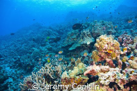 Photo taken in Hawaii... Diving out of Kona... by Jeremy Conklin 