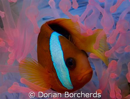 About 10 minutes from our base there is a patch reef with... by Dorian Borcherds 