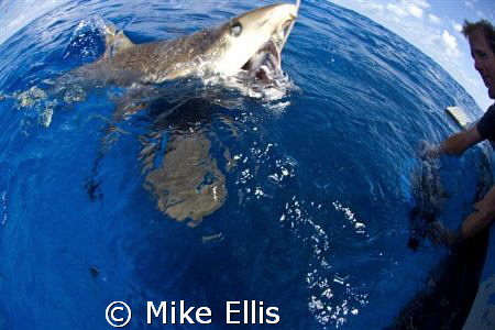 Some people will do anything for the shot.....
including... by Mike Ellis 
