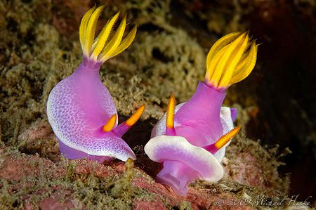 Small talk between Risbecia apolegma and Hypselodoris apo... by Michael Henke 