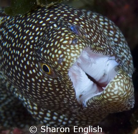 Smile for the camera - a face only a mother could love. by Sharon English 