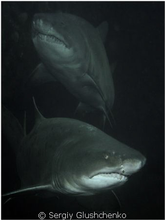 Sharks sliping by Sergiy Glushchenko 