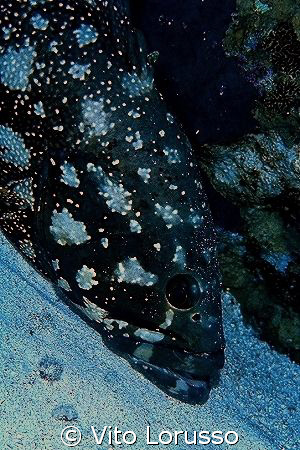 Fishs by Vito Lorusso 