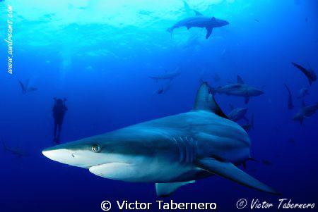 "if you think you are enough close, get closer" by Victor Tabernero 
