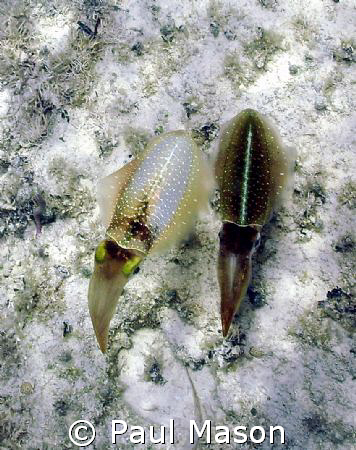 Caribbean Sea by Paul Mason 
