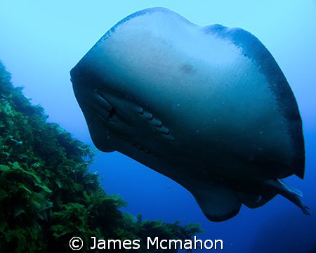 A large bull ray flies over the top of me and the weed be... by James Mcmahon 