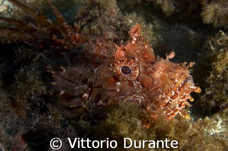 Scorpaena Scrofa by Vittorio Durante 