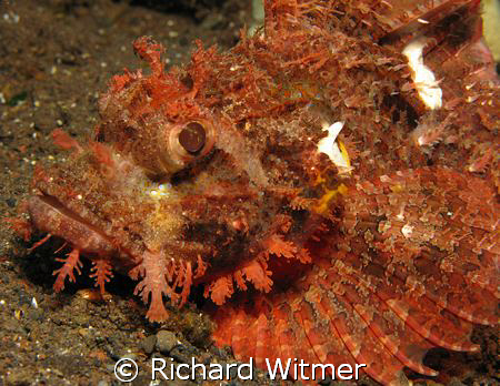 Stonefish at Tulamben, Bali.  Canon G9/Ikelite DS160 Strobe. by Richard Witmer 