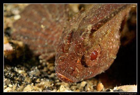 Cockatoo waspfish portrait - Ablabys taenionotus. looking... by Kay Burn Lim 