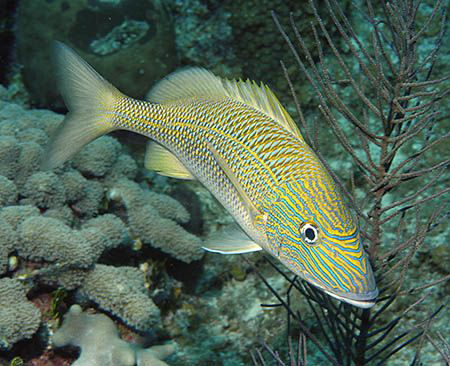 Portrait of a White Grunt (Haemulon plumierii) on Little ... by Jim Chambers 
