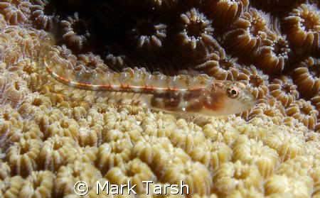 Signs Of Life by Mark Tarsh 