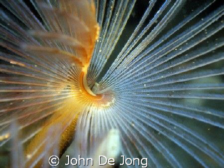 Sabella pavonina. Last summer most of them are eaten by a... by John De Jong 