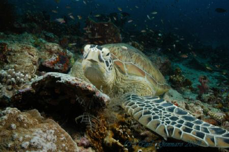 Turtle by Carl Gennaro 