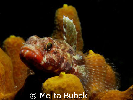 fish / Canon G9, inon strobe d2000 / f8, 1/200s by Melita Bubek 