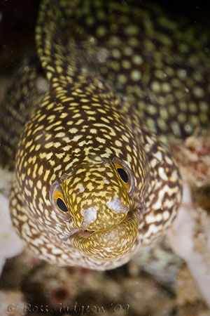 Hmmm, what lens have you got in there today?  Ningaloo Re... by Ross Gudgeon 
