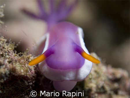 Purple by Mario Rapini 