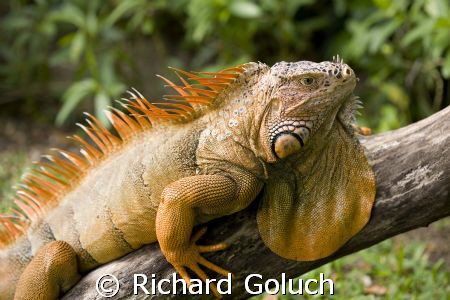 Iguana in the sun-Cozumel Canon 5D 100 mm macro by Richard Goluch 