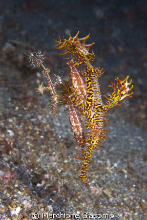 strange family
Nikon D200, 60 micro, twin strobo
Lembeh... by Marchione Giacomo 