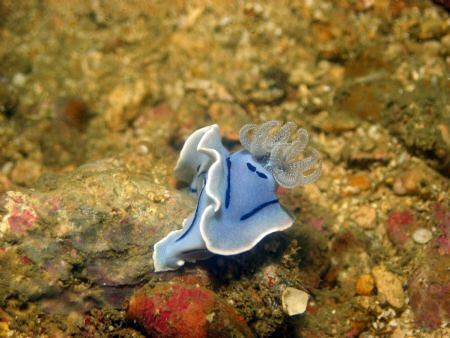 Taken at Puerto Galera, Philippines by Dennis Siau 