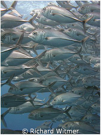 Jacked up!  Famous swirling school of jacks at Tulamben, ... by Richard Witmer 