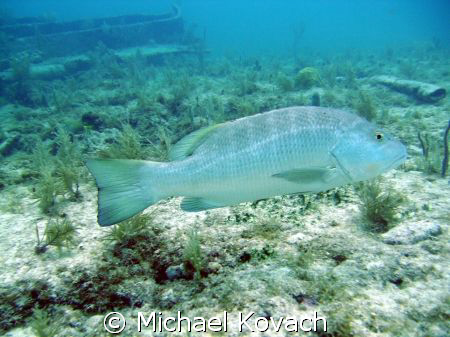 Fish on the Inside Reef at Lauderdale by the Sea by Michael Kovach 