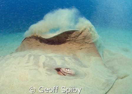 with a flick of its wing a giant ray announces its depart... by Geoff Spiby 