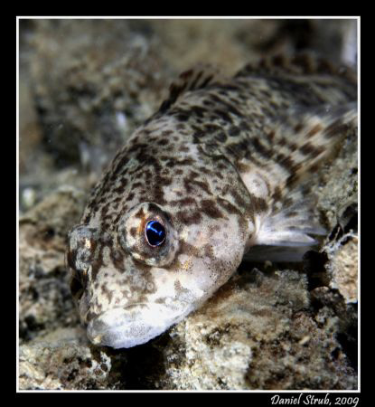 European Bullhead, cottus gobio by Daniel Strub 