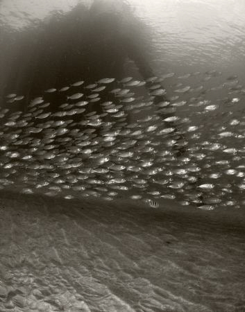 Schooling fish at Crash Boats Pier, Puerto Rico. by Juan Torres 