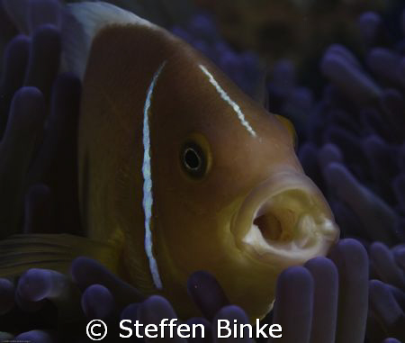 another Clownfish by Steffen Binke 