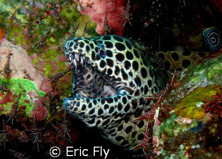 Resident moray at Seraya by Eric Fly 