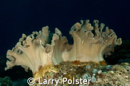 Sponges of Bohol, Philippines by Larry Polster 