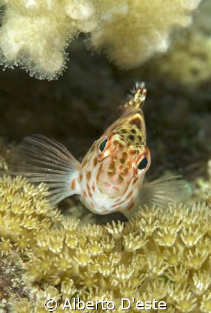 Hawkfish in Sha ab Rumi, Nikon D70S, 105mm, Ikelite DS160 by Alberto D'este 