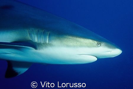 Fishs - Carcharhinus plumbeus by Vito Lorusso 
