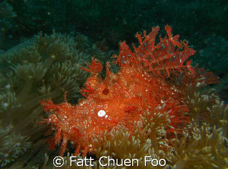 Lacy Rhinophias, Lembeh, N Sulawesi by Fatt Chuen Foo 