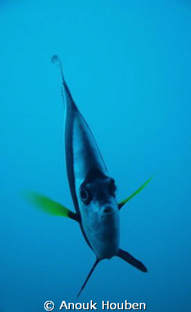Bannerfish, Heniochus diphreutes. Picture taken in North-... by Anouk Houben 