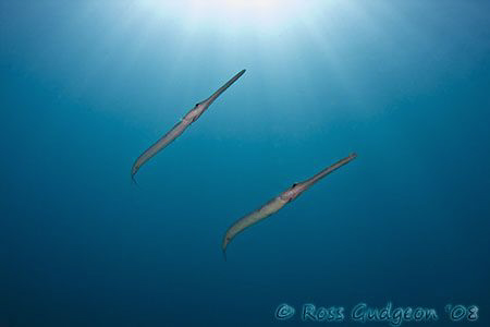 A pair of Flutemouths.  Ningaloo Reef, Western Australia.... by Ross Gudgeon 